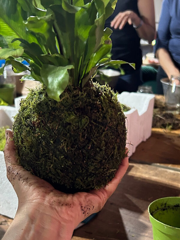 kokedama