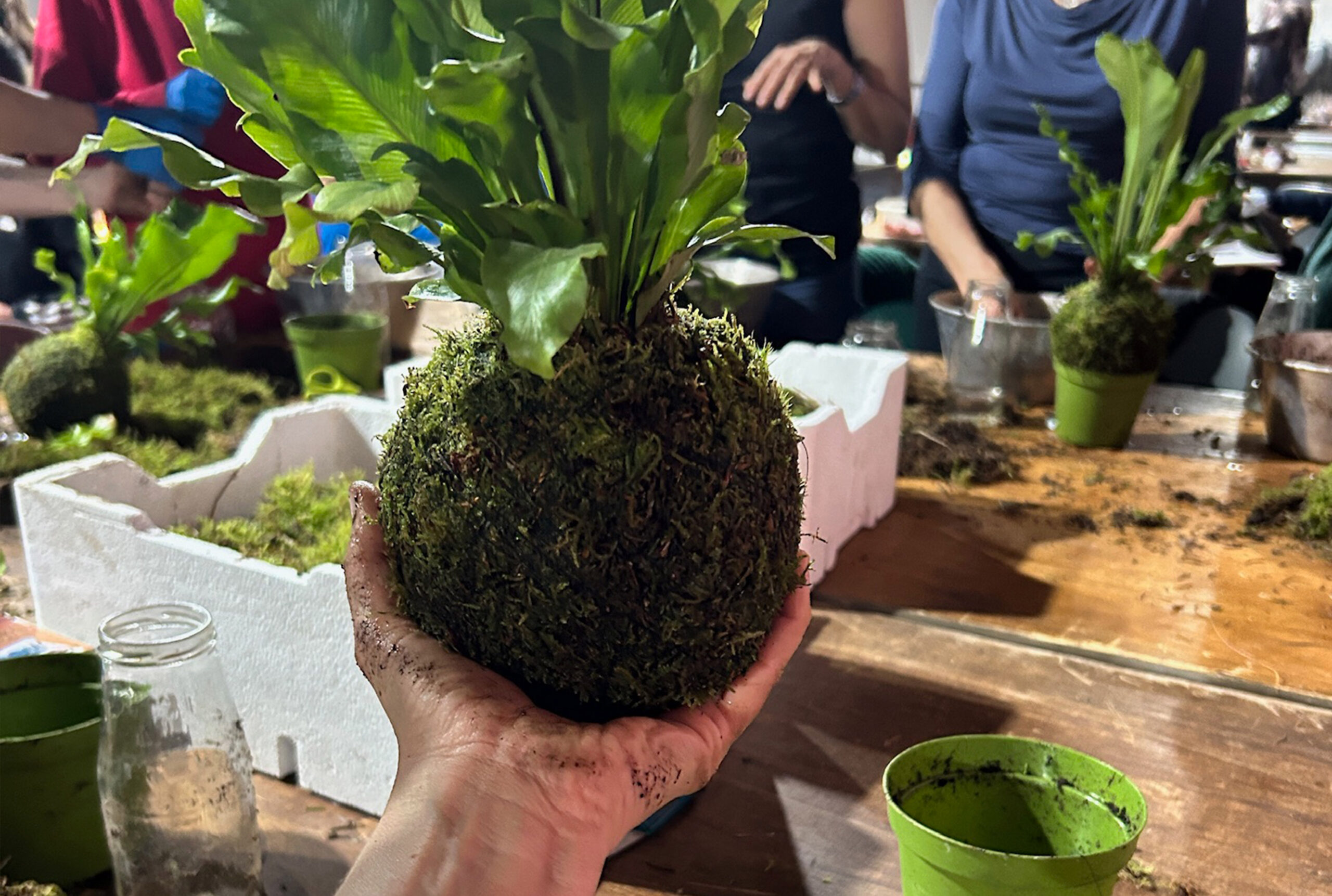 kokedama